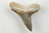 Cretaceous Ginsu Shark (Cretoxyrhina) Tooth - Kansas #203321-1